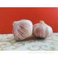 Best quality bulk Fresh Natural Garlic